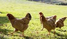 Власти Индонезии раздают живых цыплят жителям, которые хотят прививаться от COVID-19