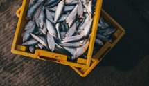 Україна збільшила імпорт замороженої риби