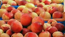 Розпочався сезон персиків: скільки просять за фрукт в Україні