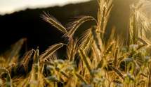 Новий рекорд: цього року урожай зерна буде високим
