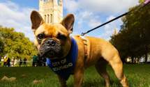 Песик депутата Дэвида Эймесса в Великобритании получил звание собаки года