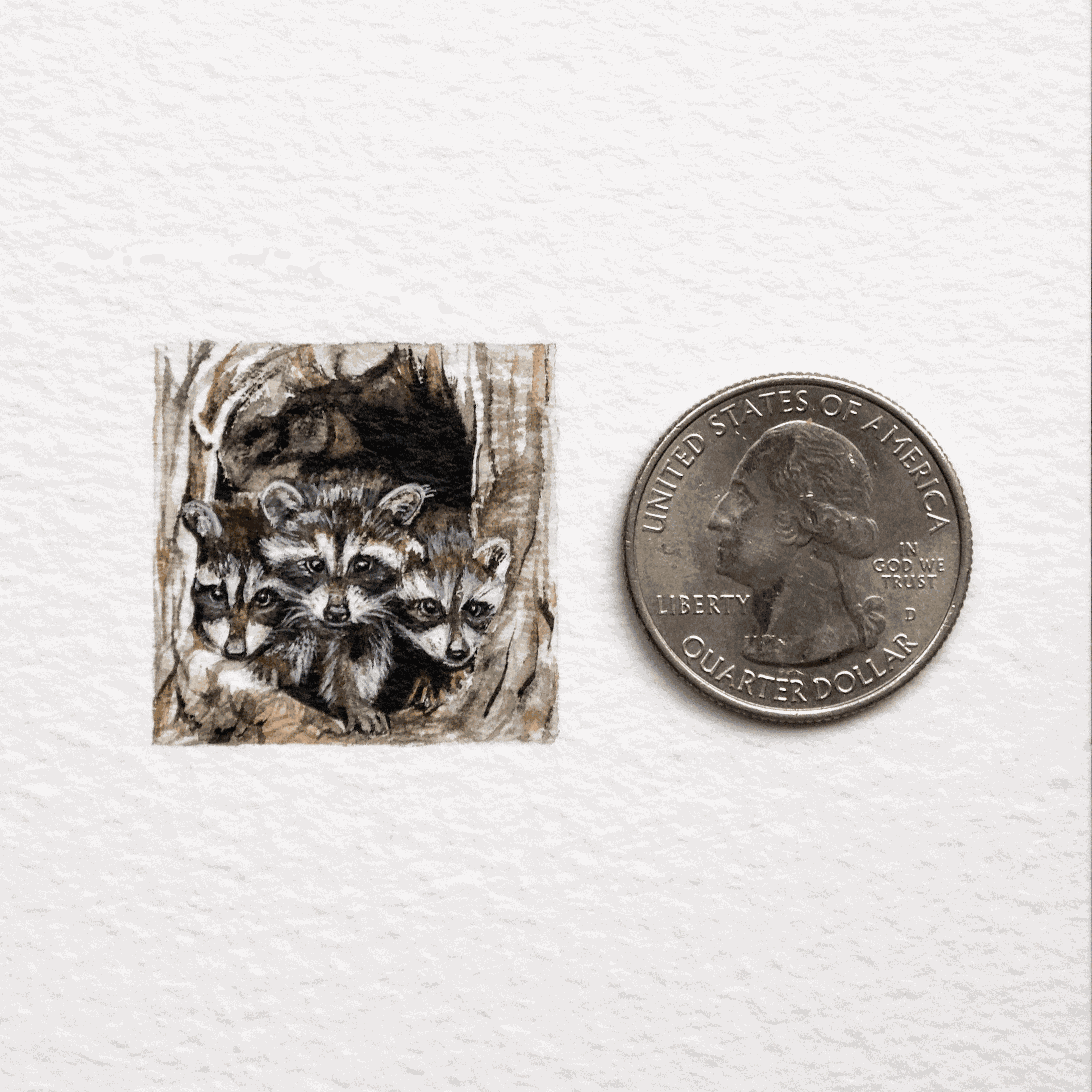 Сімейка єнотів