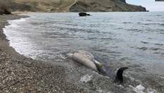 Мертвые дельфины на берегах: как военные учения России уничтожают Крым