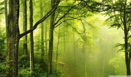 Міжнародний день лісів: що загрожує українським лісам і що може зробити кожен для їх збереження