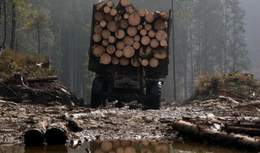 Лісова злочинність в Україні: як діє і що заважає з нею боротися
