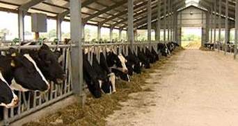 Азаров занепокоївся станом вітчизняного тваринництва