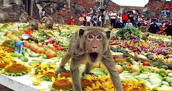 У Таїланді на туристів нападають дикі мавпи