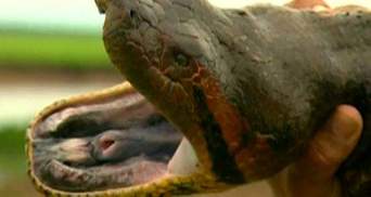Проект "Анаконда" - тайны самой большой змеи в мире (ВИДЕО)