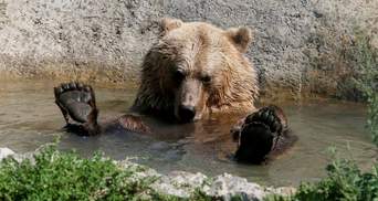 Через тепло ведмеді в Карпатах не можуть заснути: фото