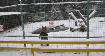У Карпатах ведмеді не можуть заснути через теплу зиму: фото