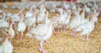 Україна увійшла в трійку провідних експортерів м'яса птиці до ЄС