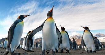 Голодні мавпи та самотні пінгвіни: як живуть тварини під час пандемії