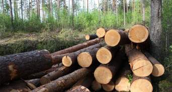 В Україні через вирубку лісу зникають червонокнижні тварини та рослини, – WWF