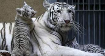 Рідкісні білі тигри та мавпенята: у зоопарку в Бердянську стався бейбі-бум – милі фото, відео