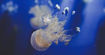 В Азовском море возле Бердянска медузы образовали целый остров: сказочные кадры