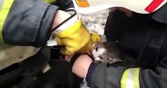  Вогнеборці врятували котика під час пожежі у гуртожитку Павлограда: зворушливе відео