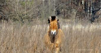 У Чорнобильській зоні живуть неймовірні коні Пржевальського: фото