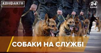 Від ліквідації терористів до пошуку людей: історії 5 знаменитих пошукових собак