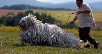 Порода комондор: собаки с удивительной шерстью, что напоминает швабру или дреды