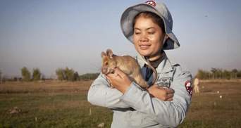 Спасла десятки людей: крыса-сапер из Камбоджи, получившая медаль, выходит на пенсию
