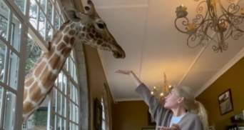 Пасынок Кернеса порадовал маму завтраком с жирафами: видео