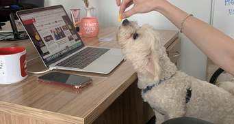 Пухнастий стажер: 24 канал долучився до акції "Візьми собаку на роботу" – милі фото