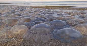 На Азовском море туристы страдают от нашествия медуз, которые заполонили побережье: видео