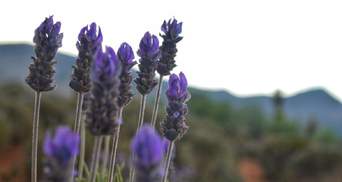 Фіолетовий квітковий килим: на Вінниччині розцвіло лавандове поле – фото