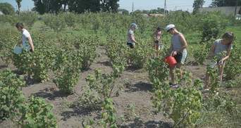 Вчать дітей вирощувати овочі: у школах та садочках на Вінниччині заготовляють їжу на зиму