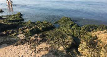 Тепер не лише медузи: пляжі Бердянська завалило тоннами водоростей – фото, відео