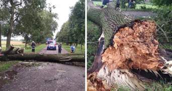 Повалені десятки дерев і ріки на вулицях: потужна злива накрила Вінниччину