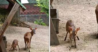Маленький мунтжак: цікавий звір народився в Одеському зоопарку – фото