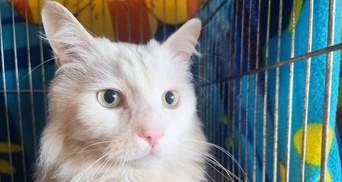 Киевляне усыновили 133 кошки на выставке беспородных животных: трогательные фото