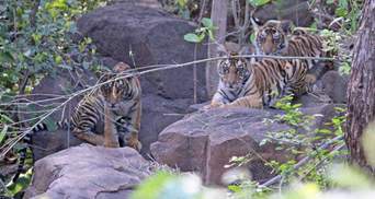 Тигр годує осиротілих тигренят після смерті матері: чому вчені вважають це феноменом