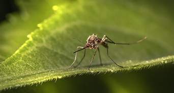 В Індії спалахнув вірус Зіка: хвороба передається комарами