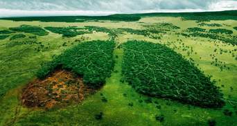 Евросоюз может запретить импорт товаров, связанных с вырубкой лесов