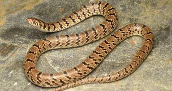 Вчені відкрили новий вид змій, завдяки світлині в інстаграм: відео із рептилією