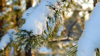 В Україні – сніг, сонце та мороз: прогноз погоди на 22 січня