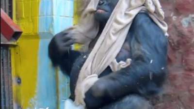 Горила Тоні з Київського зоопарку пошматував іменний плед, подарований німцями: кумедне відео