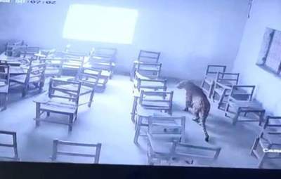 В Індії леопард увірвався до шкільного класу й напав на учня: відео з камери спостереження