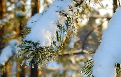 В Украине – снег, солнце и мороз: прогноз погоды на 22 января