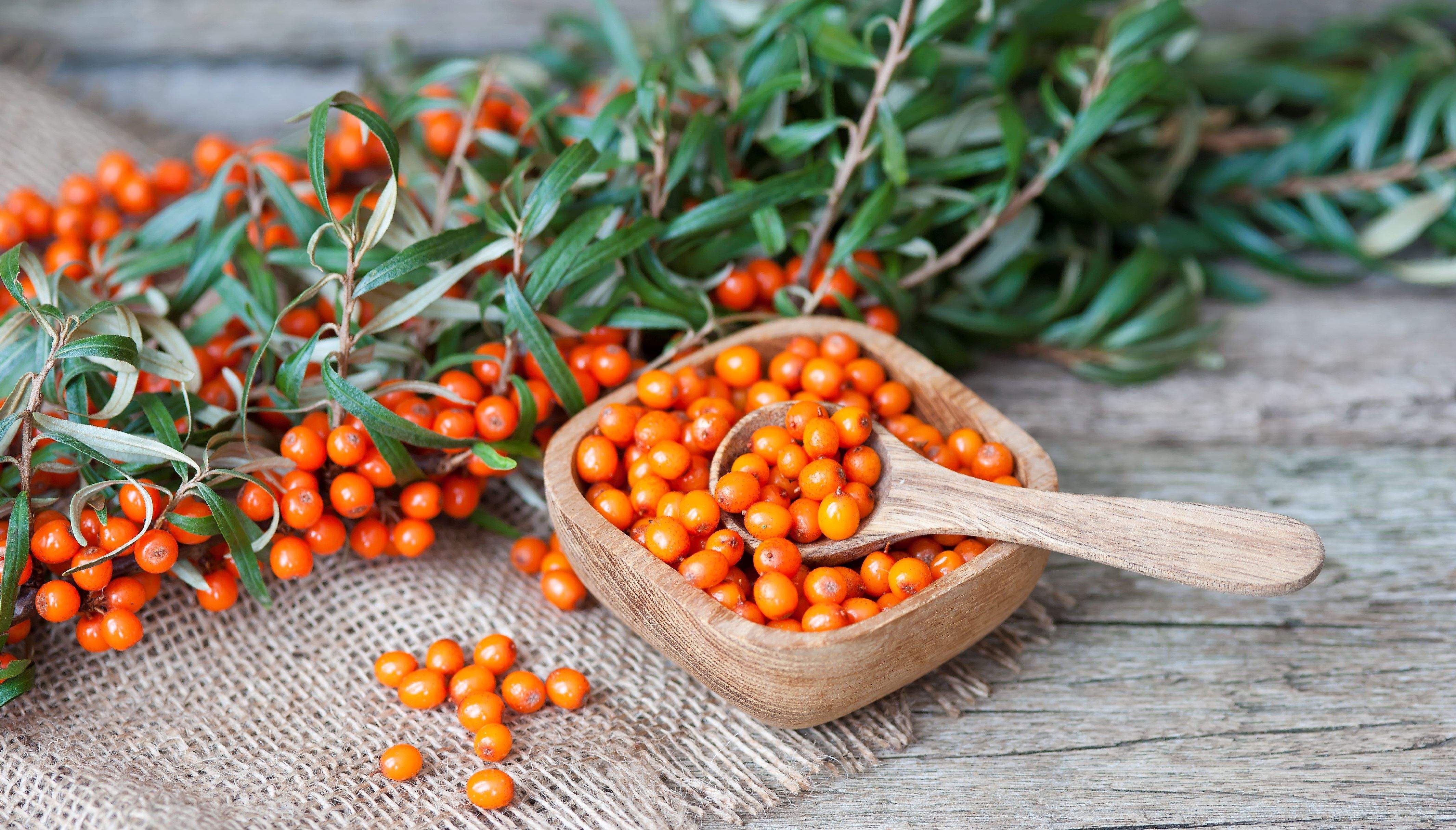 Sea buckthorn перевод. Облепиха клюква брусника. Клюква брусника облепиха шиповник. Облепиха Злата. Брусника Калина клюква облепиха.