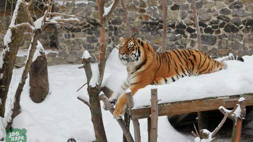 Зима у київському зоопарку: фото тварин серед снігових кучугур
