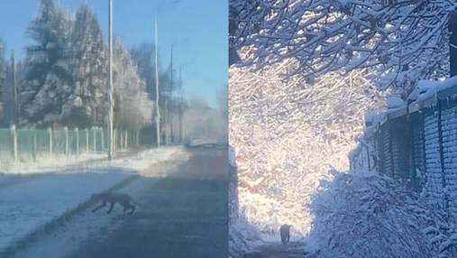 Возле львовского детского сада бегала голодная лиса: видео с места происшествия