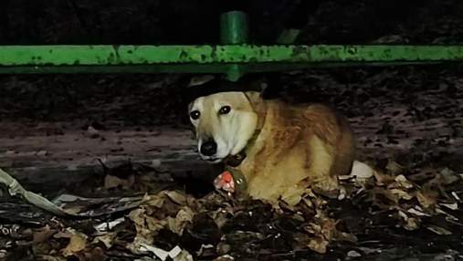 Жінка поїхала за кордон та залишила собаку прив'язаним у київському парку 