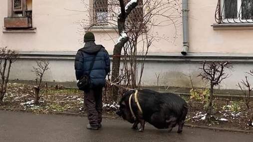 Криворожец выгуливал на поводке огромную свинью: фото необычного любимца
