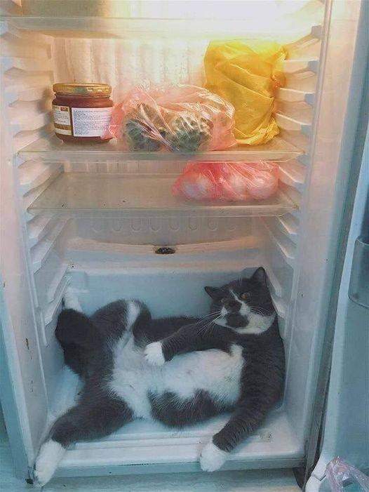 Кіт у холодильнику