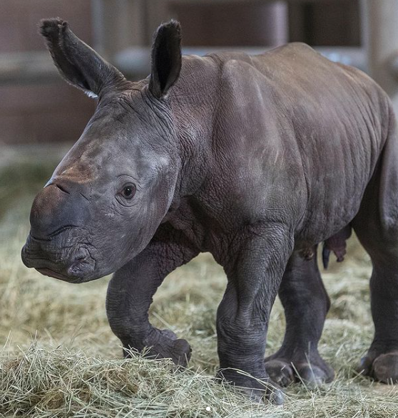 Всемирный день носорога