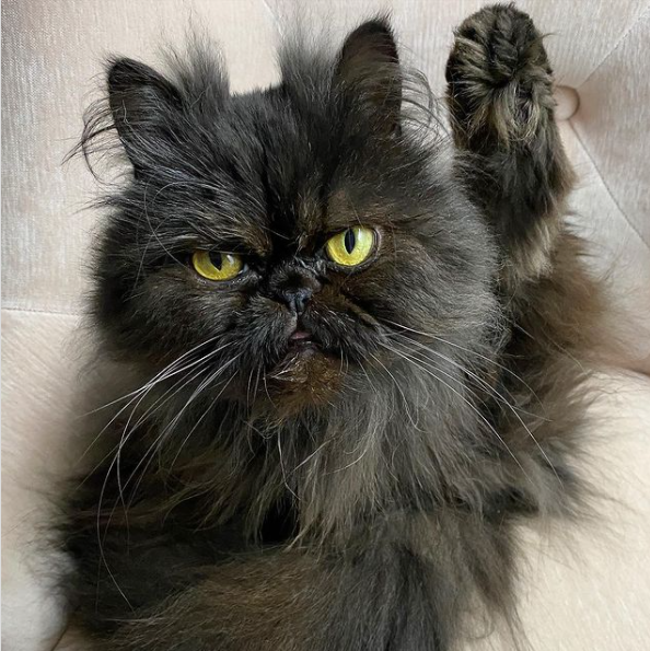 Майже як Grumpy Cat: 10 котиків з дуже сумними мордами – курйозні фото