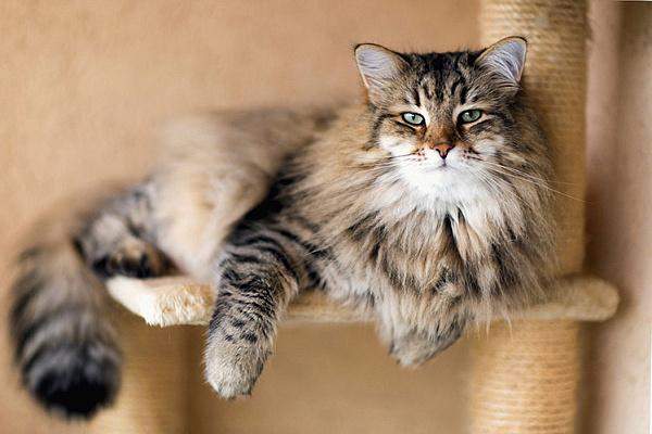 Самые популярные породы кошек в Украине